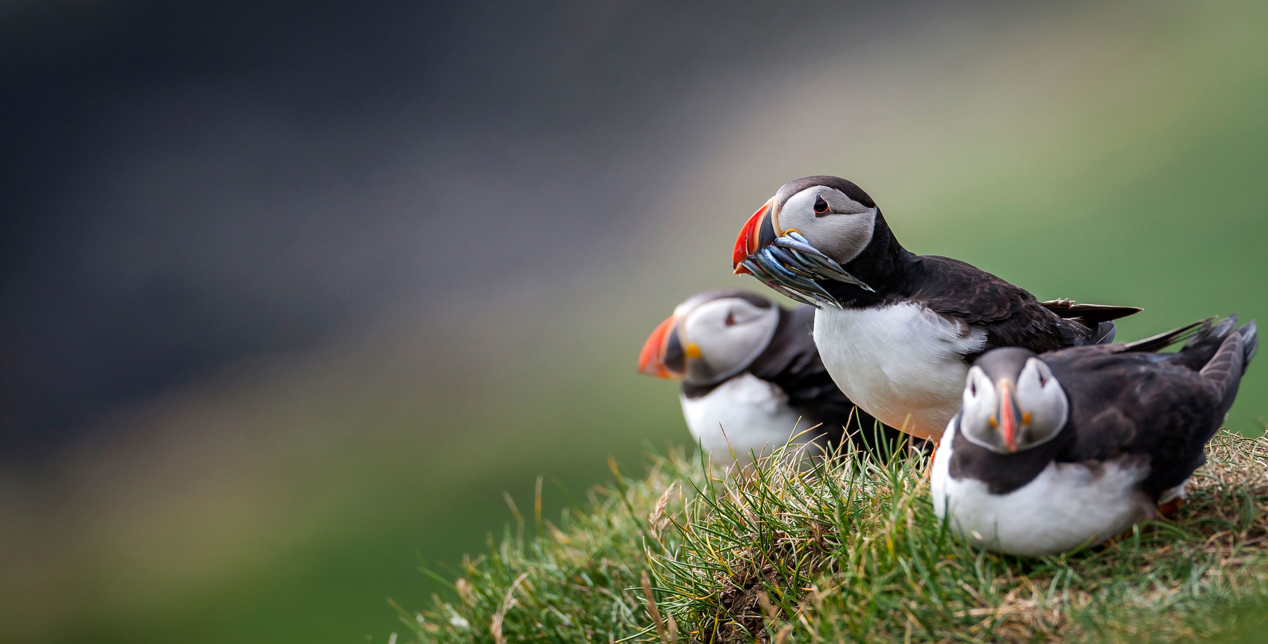 The Puffin